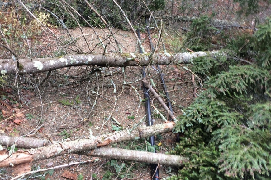 Maple sap line damage