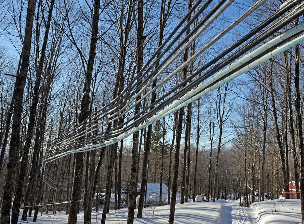 Sap Flows Early in 2023 - Here's the Latest