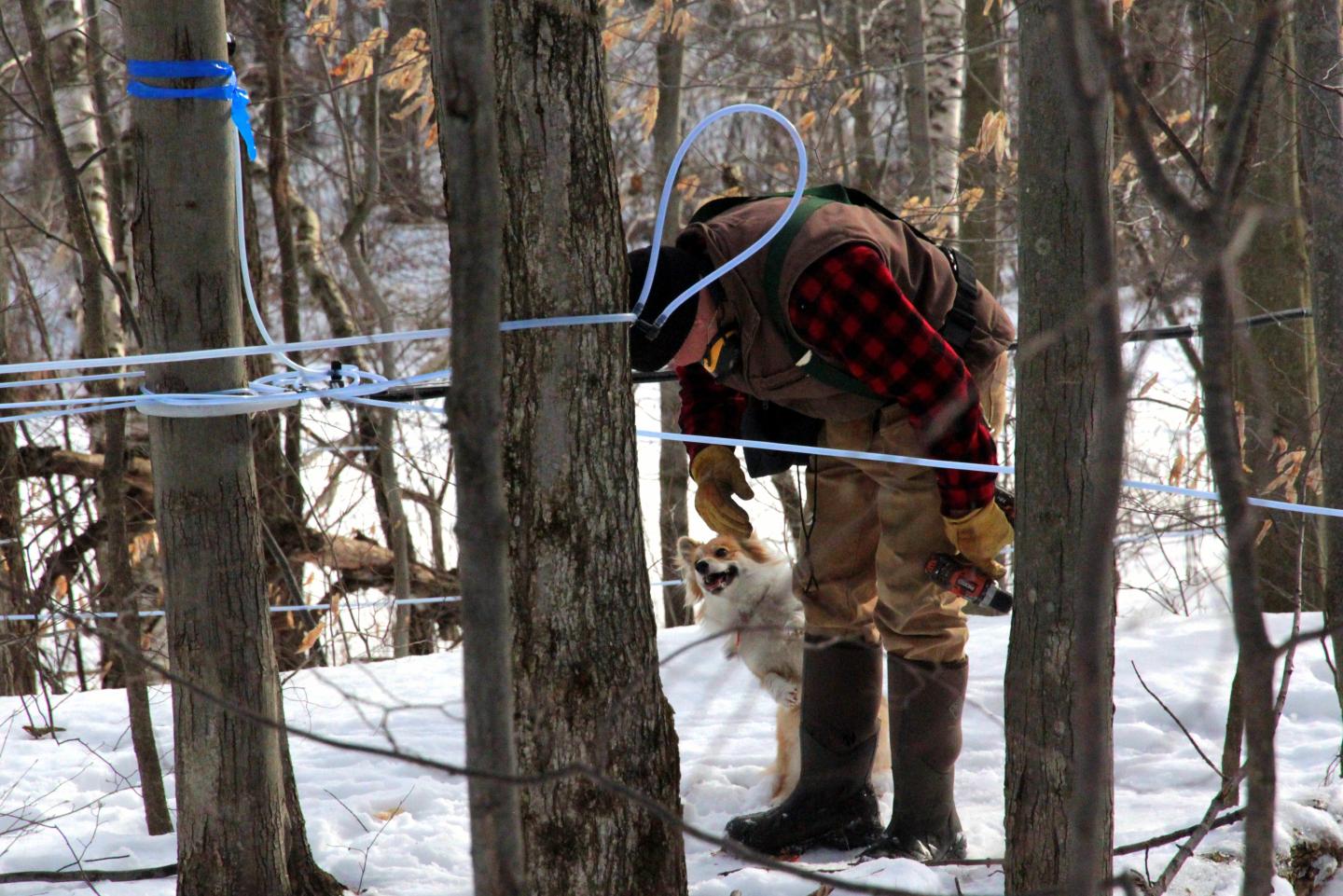 Man collecting sap from trees in snowy forest.