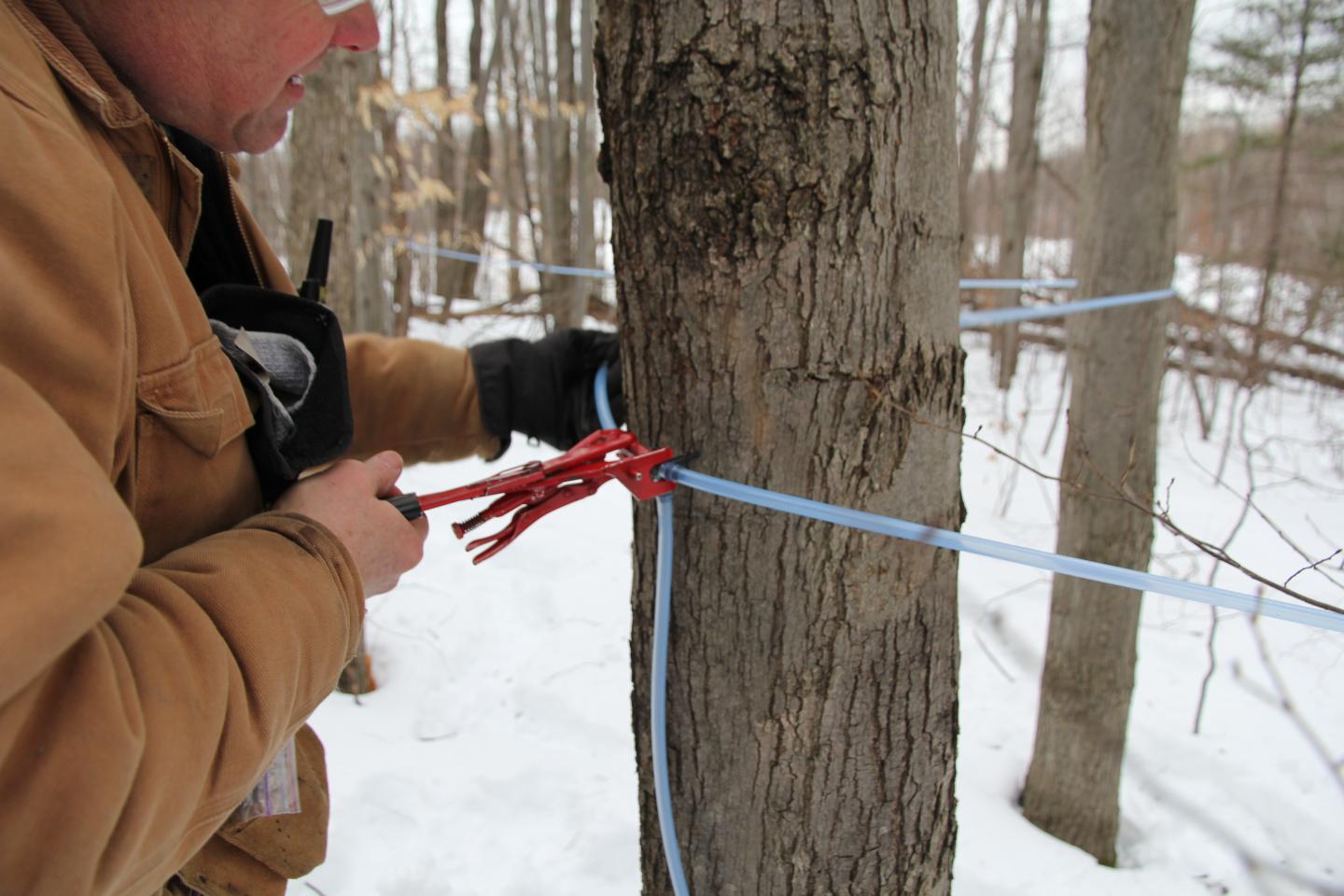 Man in winter coats using pliers on a blue tubing attached to tree.