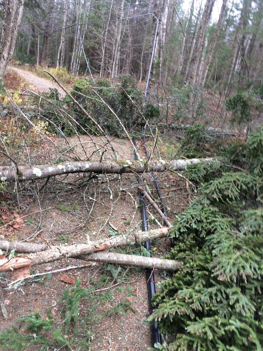 Maple's Resiliency After Wind Storm