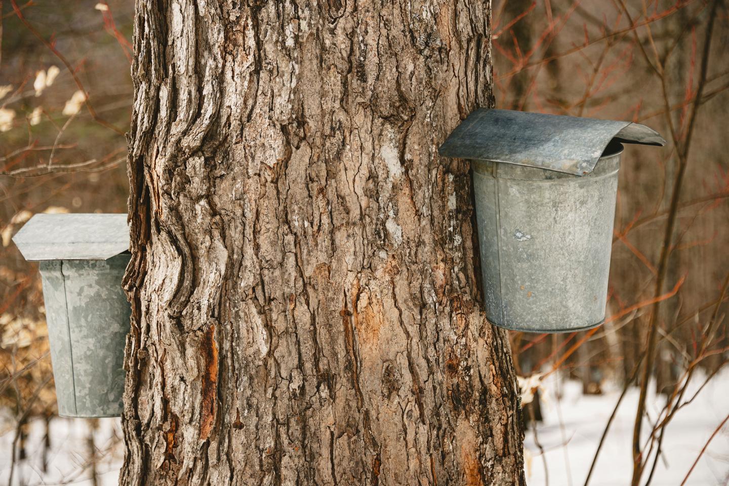 Two metal sap buckets attached to a tree trunk in a snowy forest.