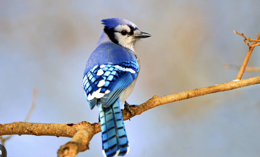 Mongabay and bird friendly maple
