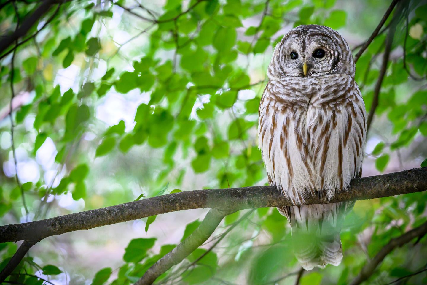 Barred owl perched on a branch, surrounded by green leaves.