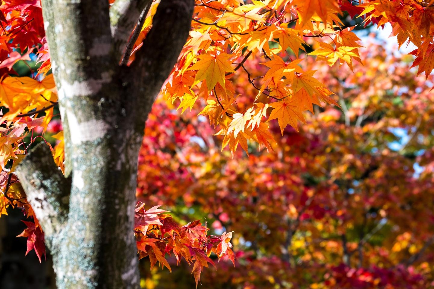 Autumn leaves in vibrant red and orange on a tree trunk.