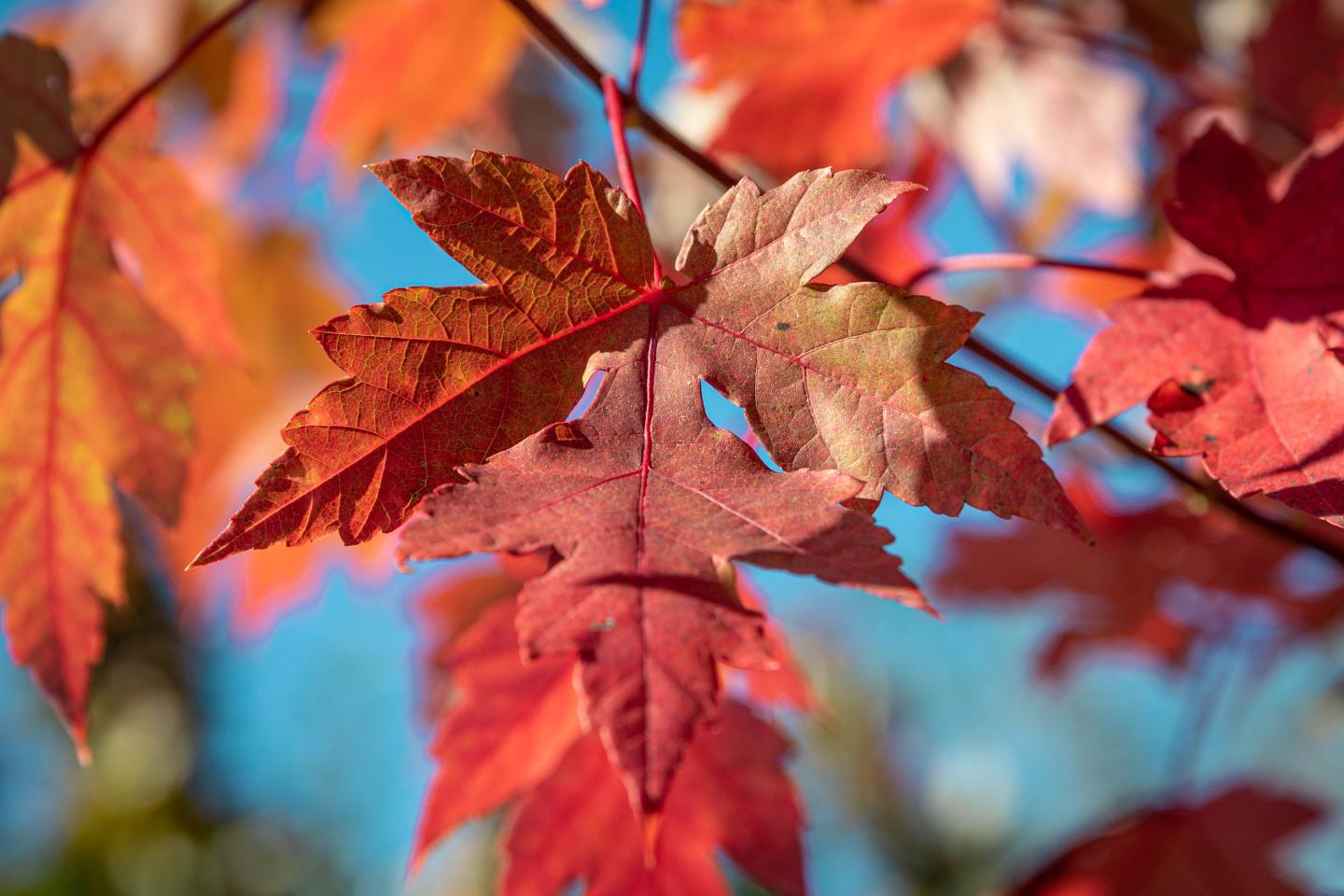 Red autumn leaves against a clear blue sky.