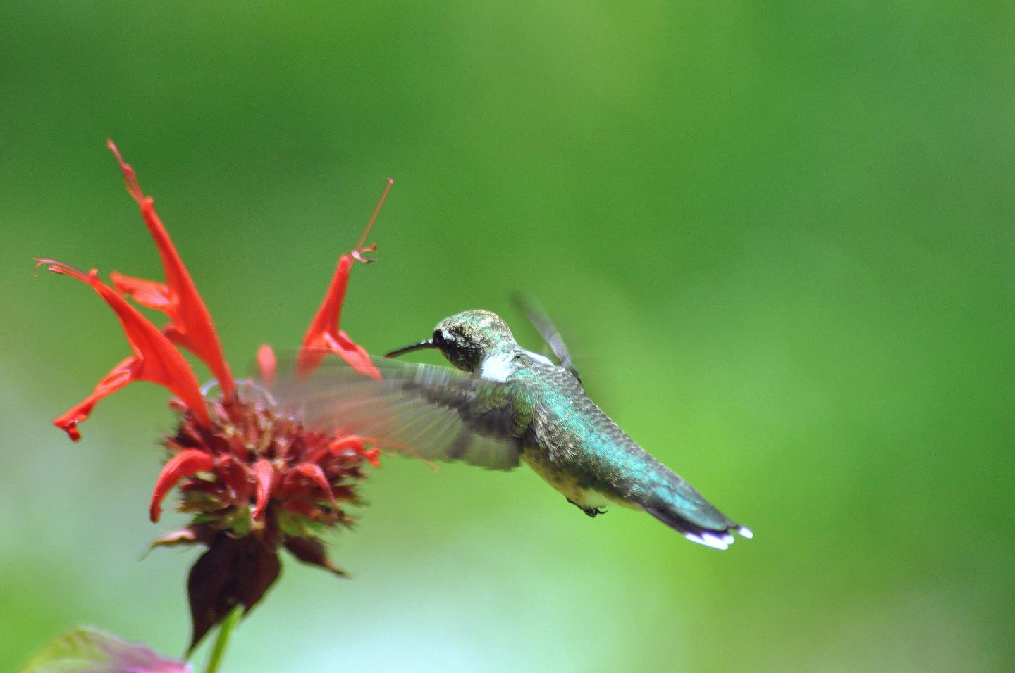 Hummingbird hovering near red flower, blurred green background.