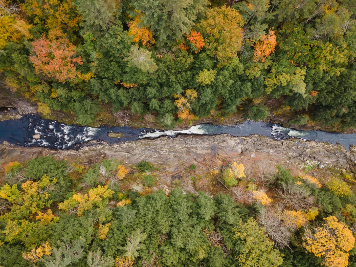 Aerial view of a forest with vibrant autumn colors and winding river.