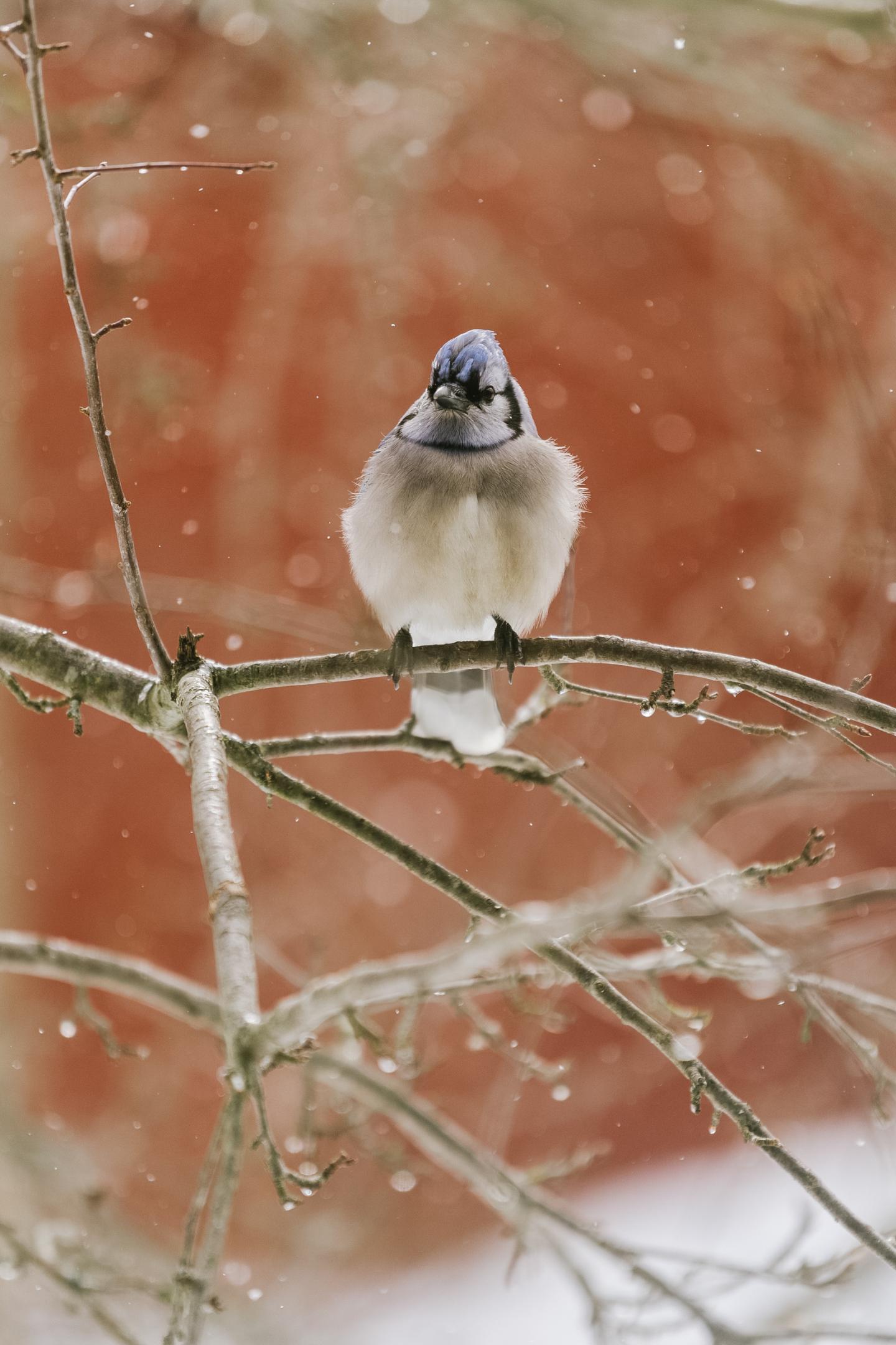 Blue jay perched on a snowy branch against a blurred red background.