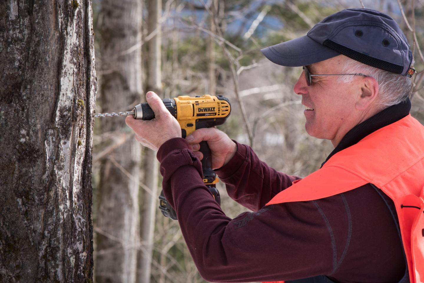 Man drilling into a tree with a yellow drill in a forest setting.