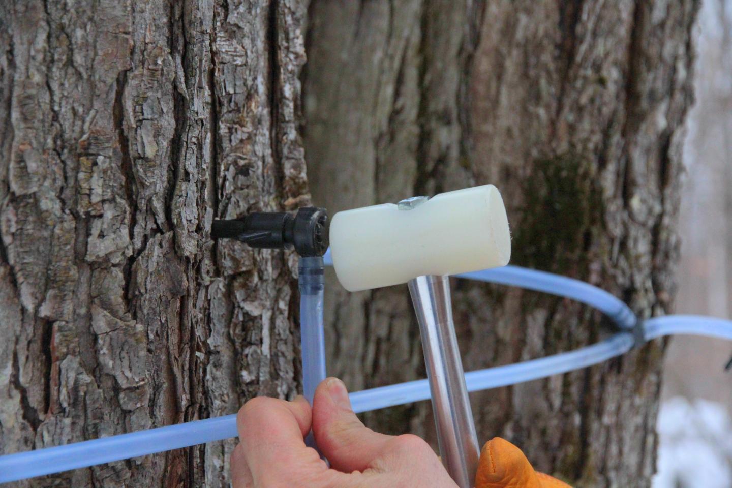Tapping syrup from a tree using a spile and tube.