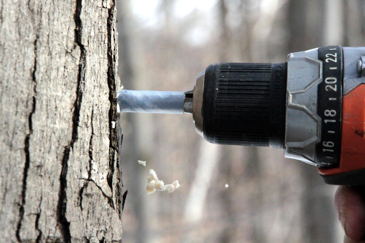 Drill boring into a tree trunk in a forest setting.