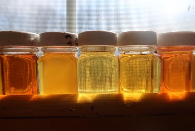 Five jars of maple syrup with white lids backlit by sunlight.