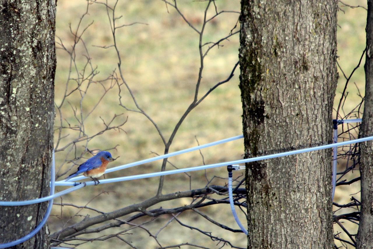 Bluebird perched on a blue wire between two trees.