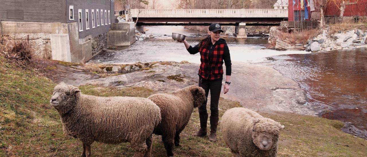 A person in plaid holding a camera with three sheep by a riverbank.