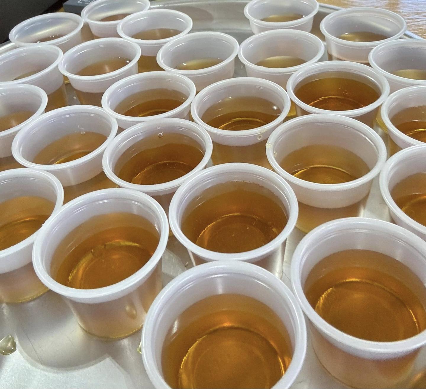 Plastic cups filled with amber liquid arranged in rows.