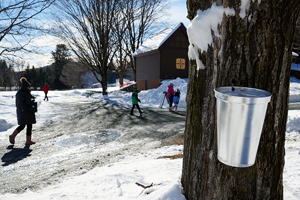 Metal bucket tapping maple tree, snowy landscape, people in background.