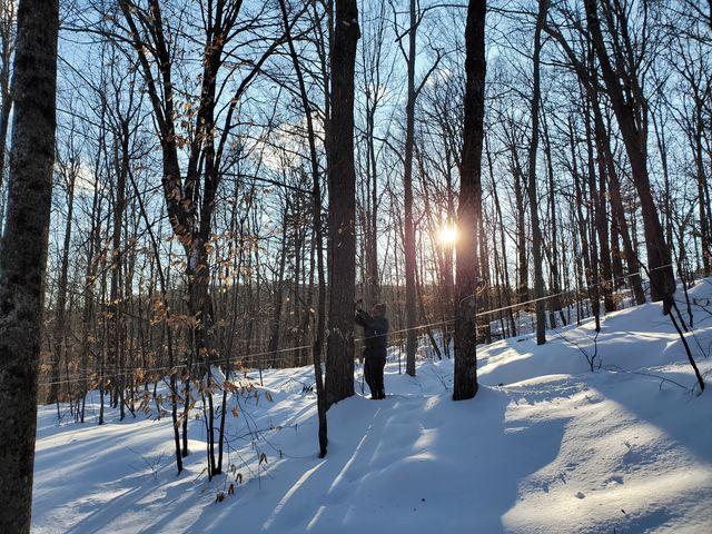 Sunlight through snowy forest with tall, bare trees.