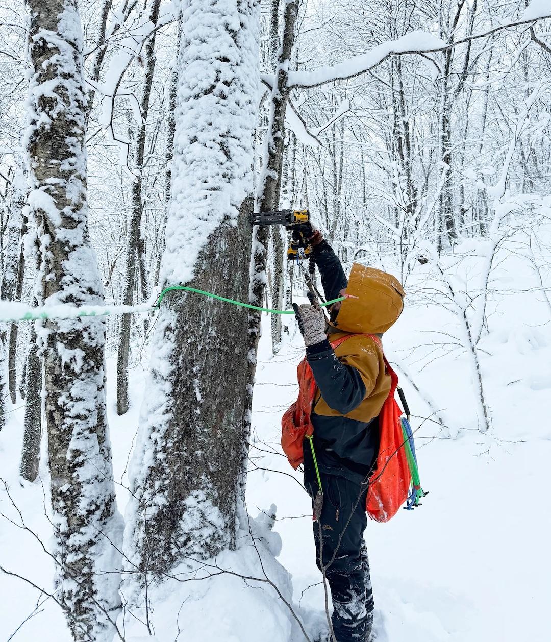 Person in orange gear taps tree with a tool in snowy forest.
