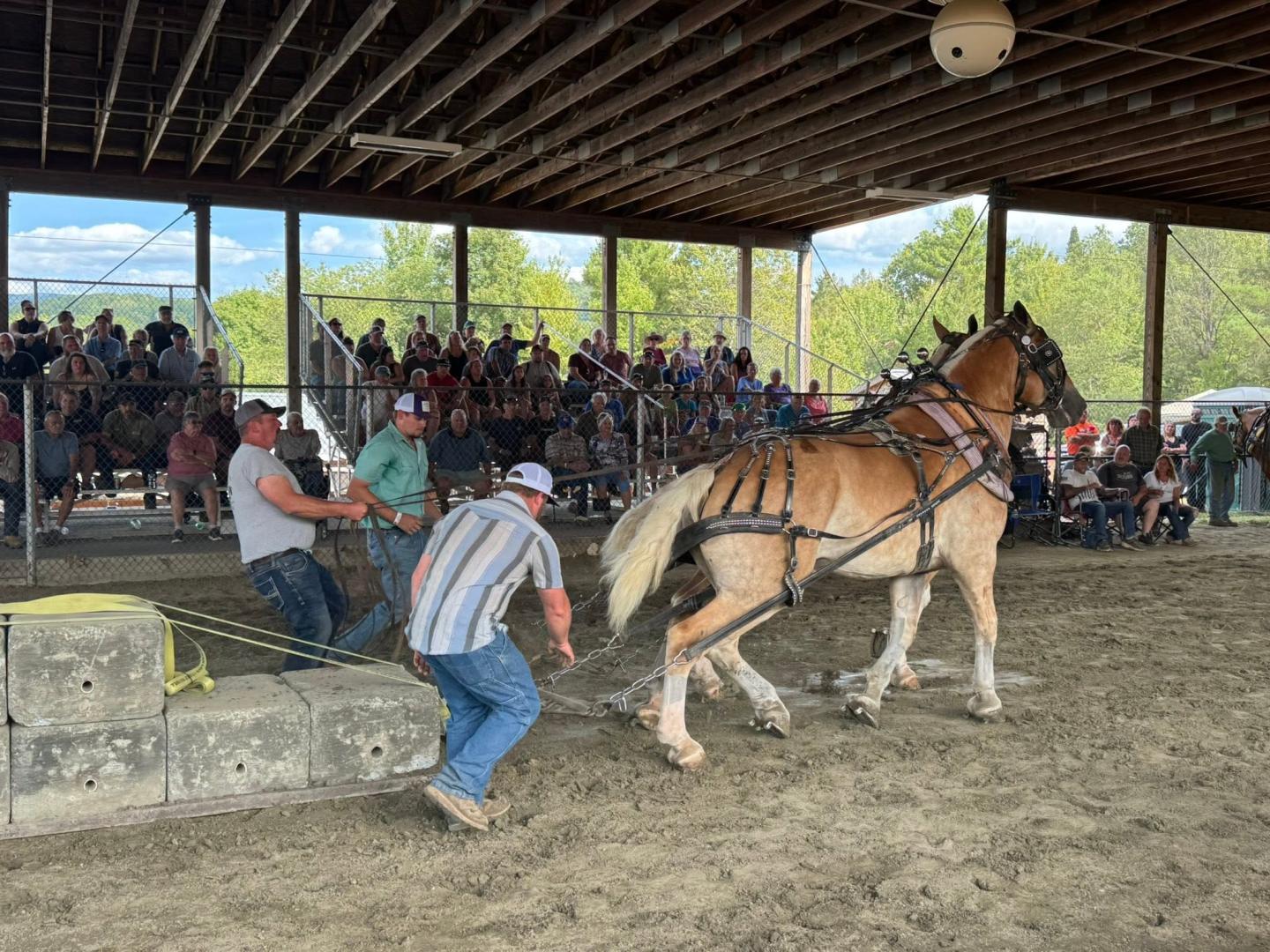 Men guide a draft horse pulling a heavy sled in an arena.