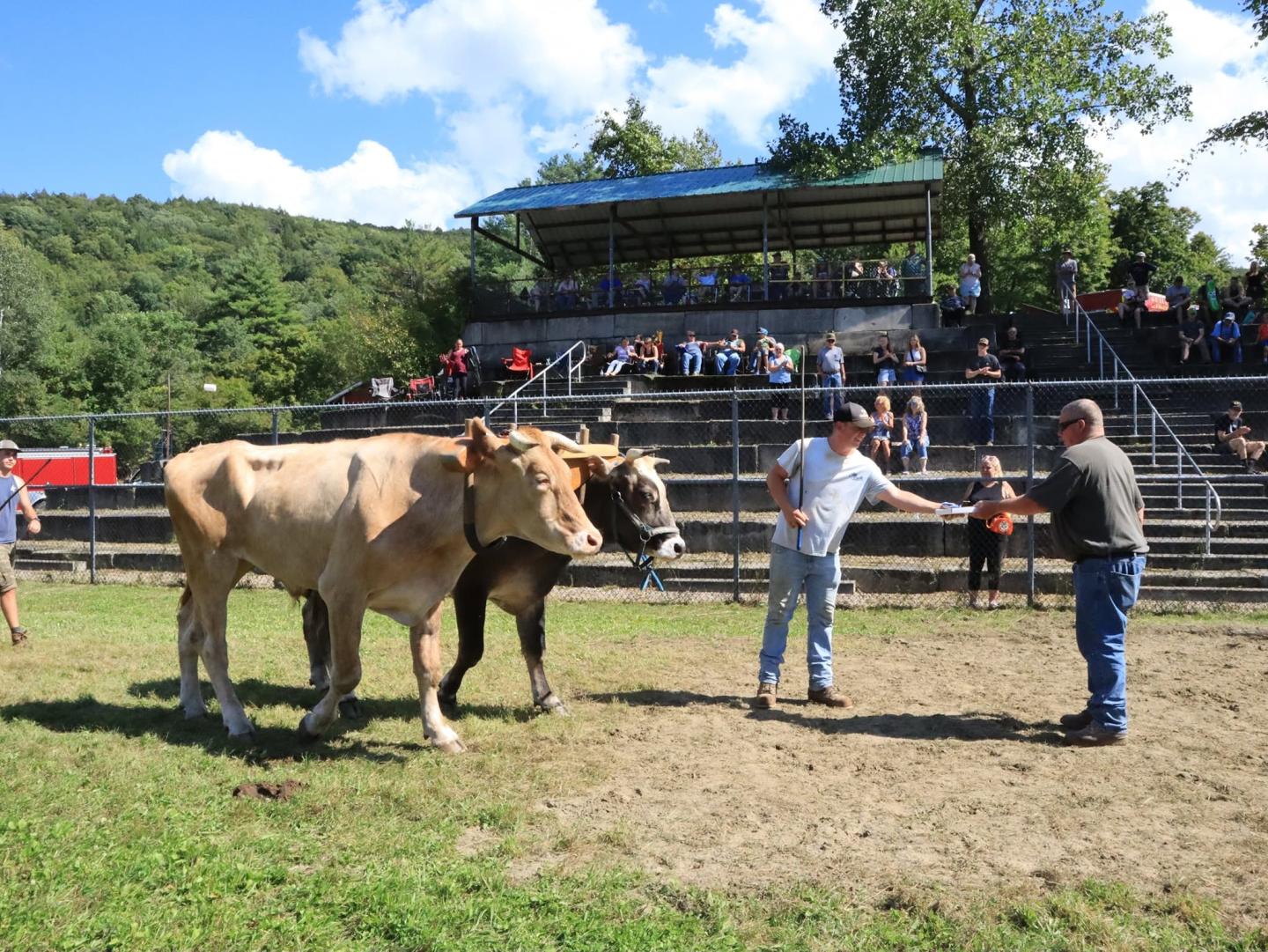 Oxen in a field with two men shaking hands, spectators seated in background.
