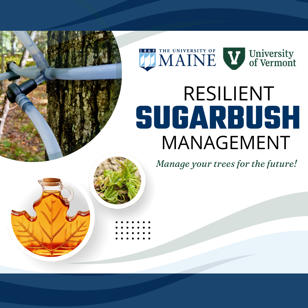 Tubes tap into trees; maple syrup in a leaf-shaped bottle; UMaine, UVM logos.