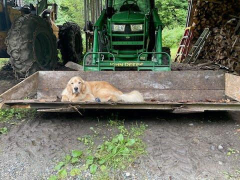 Golden retriever lying in a tractor bucket next to a barn.