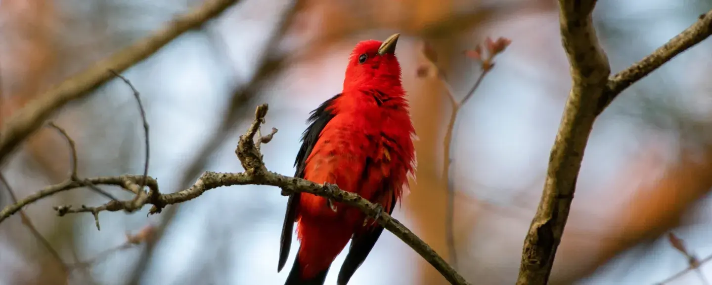 Red bird perched on a branch against a soft, blurred background.